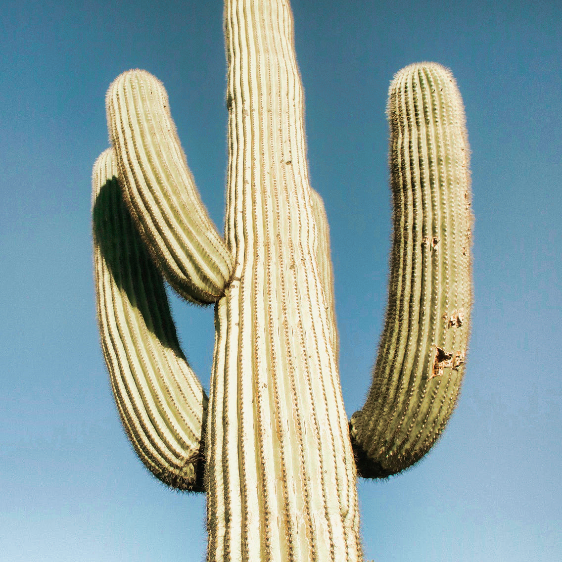 Arizona cactus